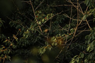 Hırsız Starling olgun kırmızı böğürtlenlerin arasında tatlı bir kiraz üzerinde