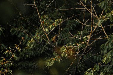Hırsız Starling olgun kırmızı böğürtlenlerin arasında tatlı bir kiraz üzerinde