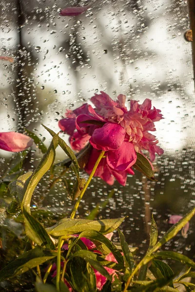 Bouquet Peonies Dew Sun — Stock Photo, Image