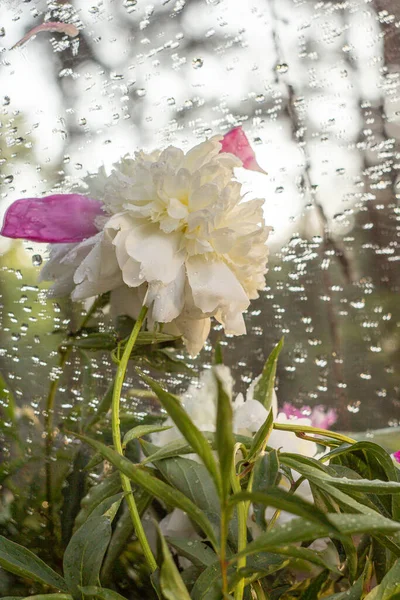 Bouquet Peonies Dew Sun — Stock Photo, Image
