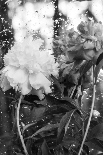 Bouquet Peonie Nella Rugiada Sole — Foto Stock