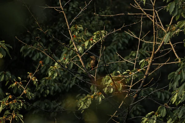 Hırsız Starling olgun kırmızı böğürtlenlerin arasında tatlı bir kiraz üzerinde