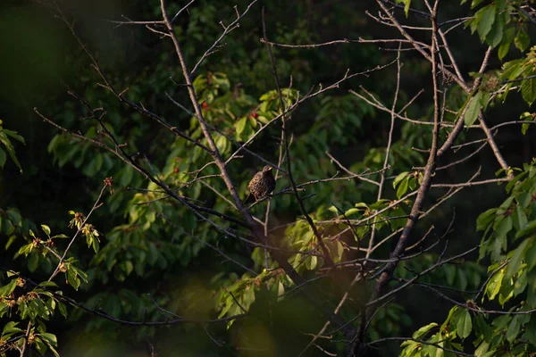 Ladrón Starling Una Cereza Dulce Entre Bayas Rojas Maduras — Foto de Stock