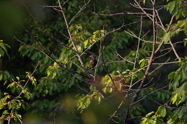 Hırsız Starling Olgun Kırmızı Böğürtlenlerin Arasında Tatlı Bir Kiraz Üzerinde — Stok fotoğraf