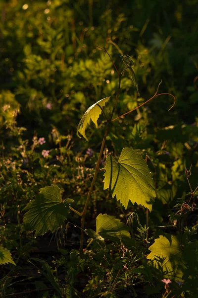 Güneşin Altında Güzel Bir Asma Yaprağı Dalı — Stok fotoğraf