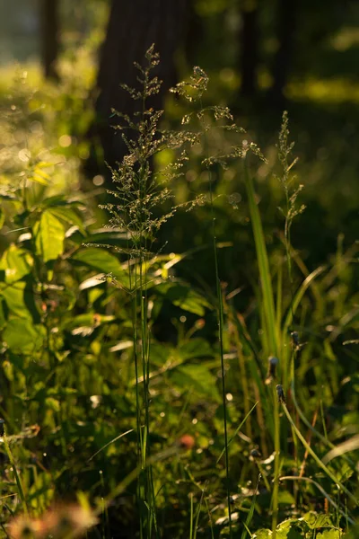 Yeşil Çimenler Güneşte Çok Güzel Parlıyor — Stok fotoğraf
