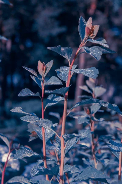 Hojas Mágicas Arbustos Rocío Tonos Azules —  Fotos de Stock