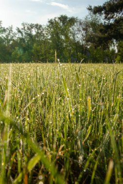 yeşil çimenler tarlada