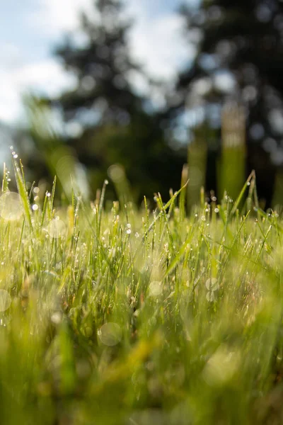 Grönt Gräs Parken — Stockfoto