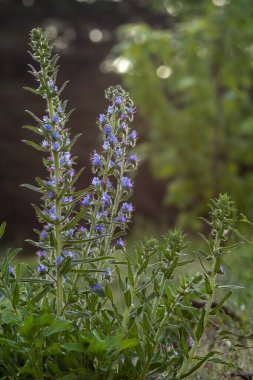 Leylak çayırı çiçekleri yazın çayırda açar.