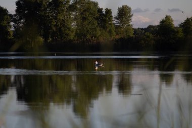       Büyük bir martı yazın nehrin aynası boyunca yüzer.