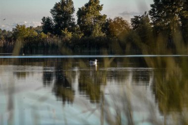       Büyük bir martı yazın nehrin aynası boyunca yüzer.
