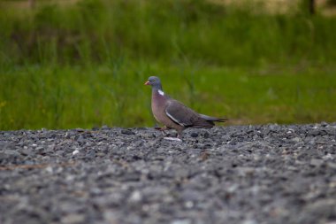Ağacın dalında bir kuş