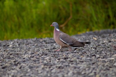 Ormanda yerde bir çift gri güvercin.