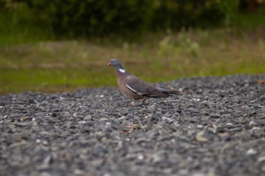 Bir kuş bir karga yiyor, büyük bir karga, başka tarafa bakıyor, arka planda kanatları var..