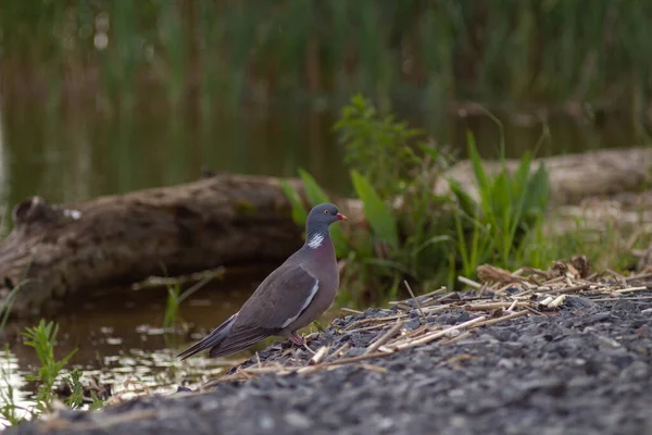 Wild wood dove on the river bank