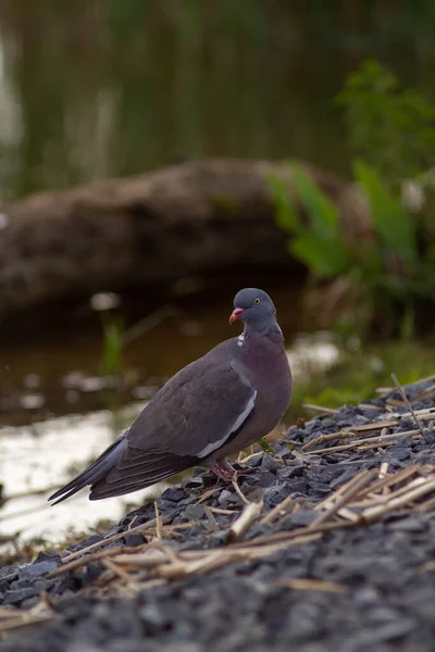 a closeup shot of a bird sitting on a log