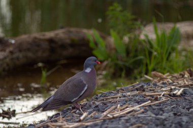 Nehir kıyısında yaban güvercini
