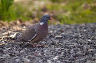 Çimlerdeki bir Amerikan kuşunun yakın plan portresi.