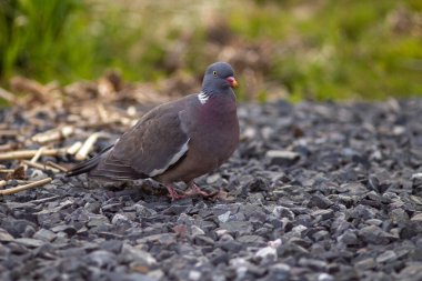 Çimlerin üzerinde oturan bir güvercinin yakın plan fotoğrafı.