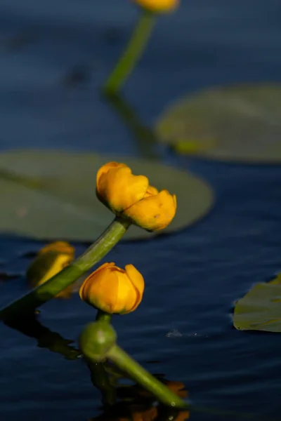 Gelbe Lotusblume Auf Wasserhintergrund — Stockfoto