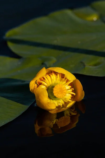 Yellow Lotus Green Background — Stock Photo, Image