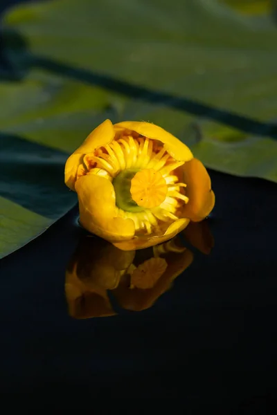 Água Lírio Flores Amarelas Água — Fotografia de Stock