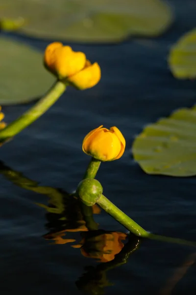 Schöne Blumen Auf Dem Teich — Stockfoto