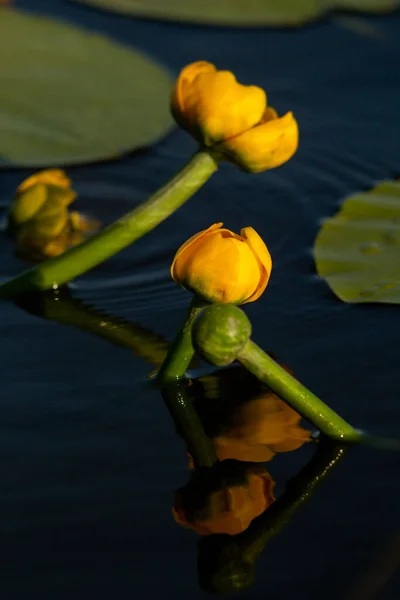 美しい蓮の花の眺め — ストック写真