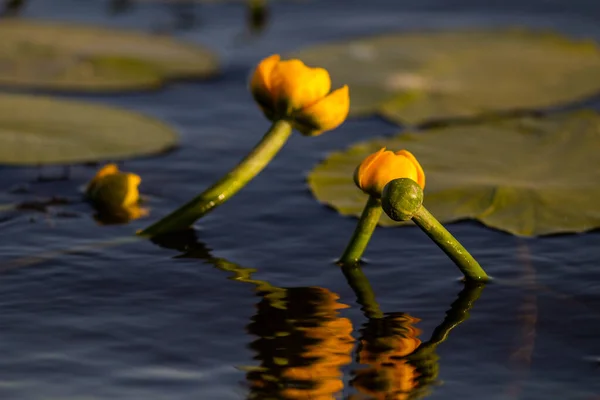 Eine Nahaufnahme Einer Seerose Blüht — Stockfoto