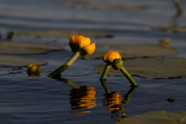 黄色の蓮の花のクローズアップ — ストック写真