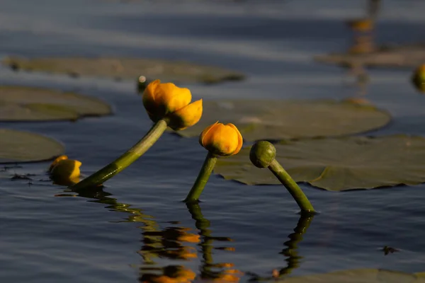 Seerosengelbe Blüten Wasser — Stockfoto