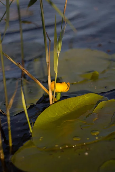 水ユリ水に黄色の花 — ストック写真