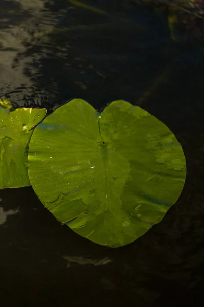 Groene Bladeren Van Waterlelie Water — Stockfoto