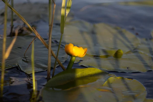 Grüne Blätter Der Seerose Wasser — Stockfoto