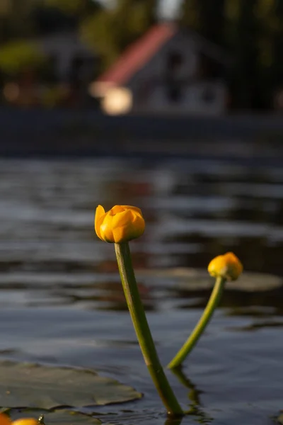 睡蓮のある池のほとりにある家 — ストック写真