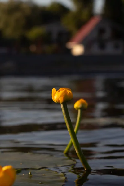 House on the shore of a pond with water lilies