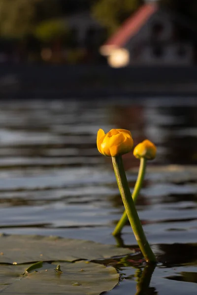 House Shore Pond Water Lilies — Stock Photo, Image