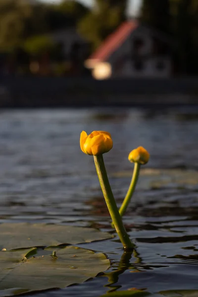 睡蓮のある池のほとりにある家 — ストック写真