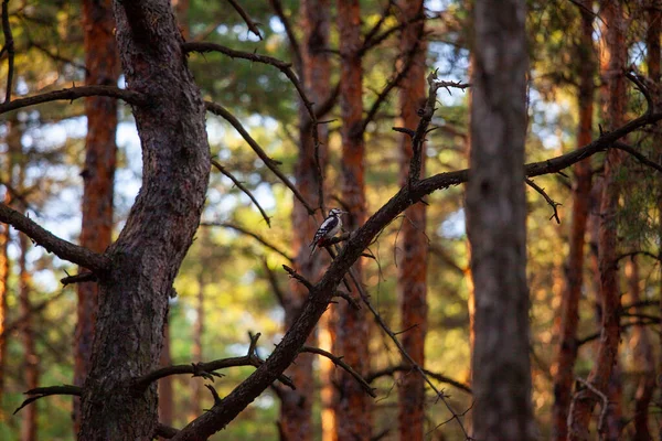 Specht Auf Einem Baum Wald — Stockfoto