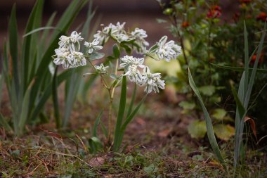 Şehirde çiçek tarhında beyaz çiçekler