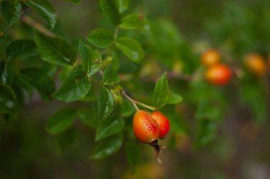 Çiyin içindeki yaprakların içinde olgun gül kalçaları