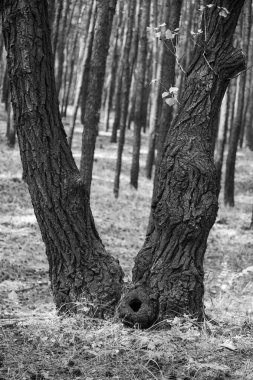 Genç yeşil bir meşe ağacının geniş desenli siyah beyaz bir fotoğrafı..