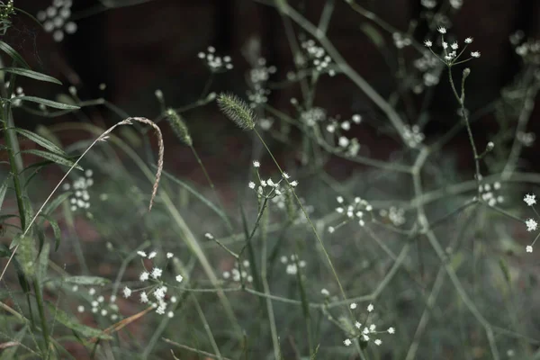Petites Fleurs Blanches Prairie Épillets Herbe — Photo