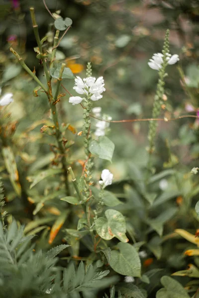 Vacker Botanisk Skott Naturliga Tapeter — Stockfoto