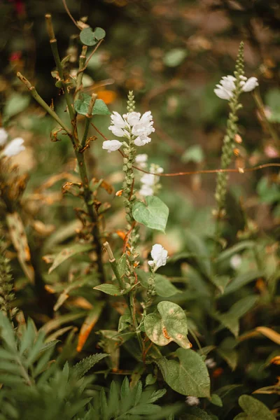 Білі Квіти Клумбі Дощовиках — стокове фото