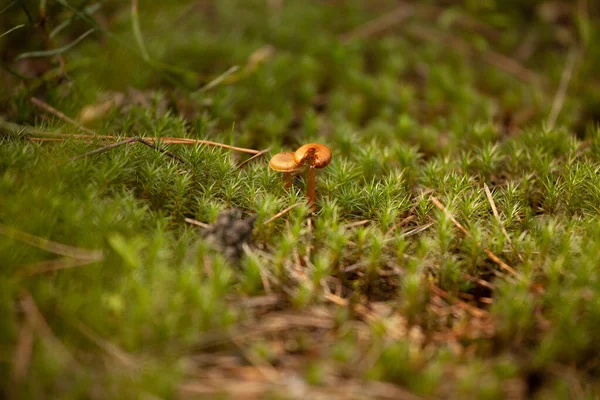 Zwei Kleine Pilze Wald Auf Einer Lichtung — Stockfoto