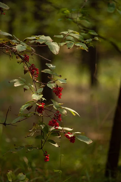 Schöne Rote Beeren Garten — Stockfoto