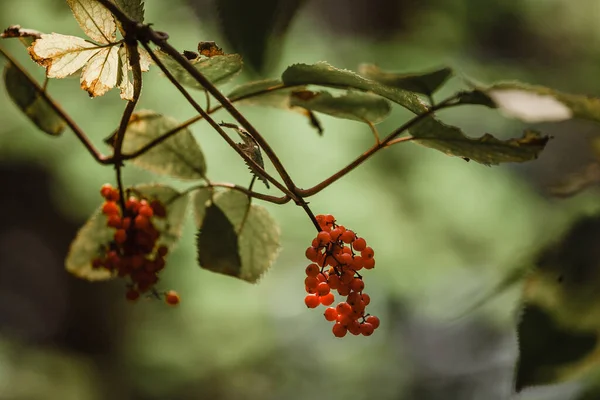 Червоні Ягоди Гілці Лісі — стокове фото