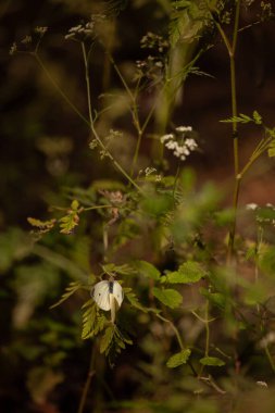 Yeşil yapraklı tırtıllı beyaz lahana kelebeği.